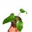 Thumbnail: Philodendron giganteum 'Variegated Marble'