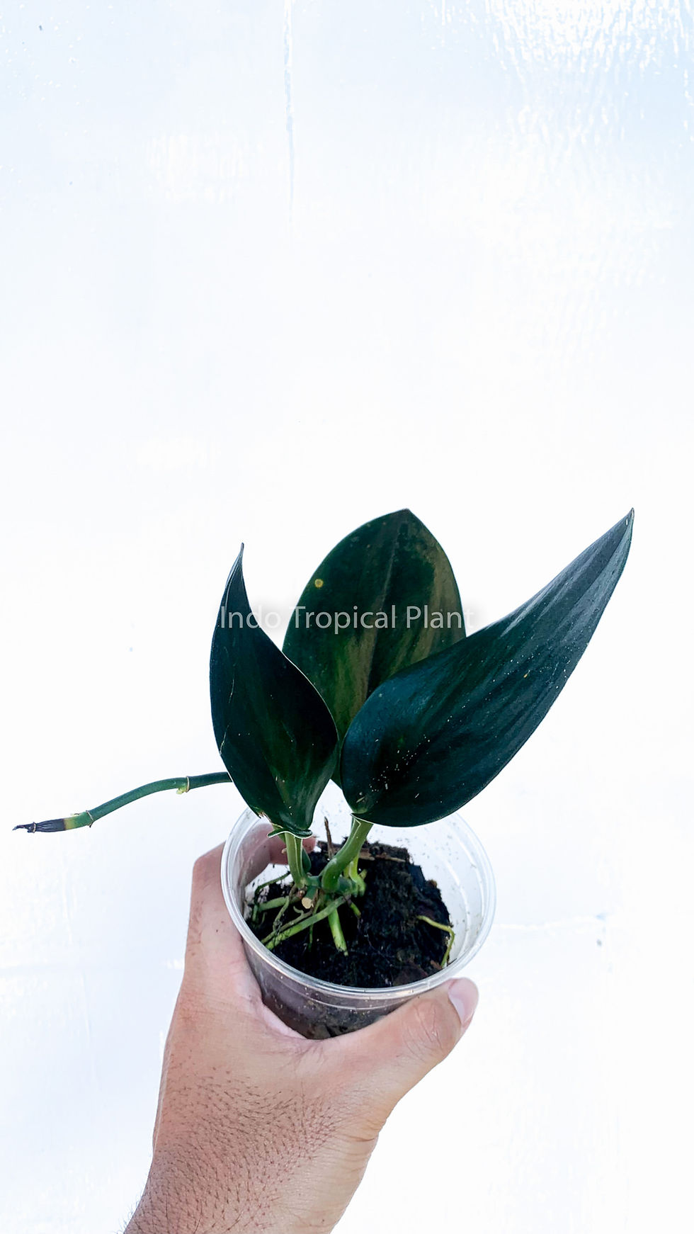 Thumbnail: Scindapsus treubii 'Black'
