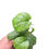 Thumbnail: Amydrium Medium Galaxy Variegated