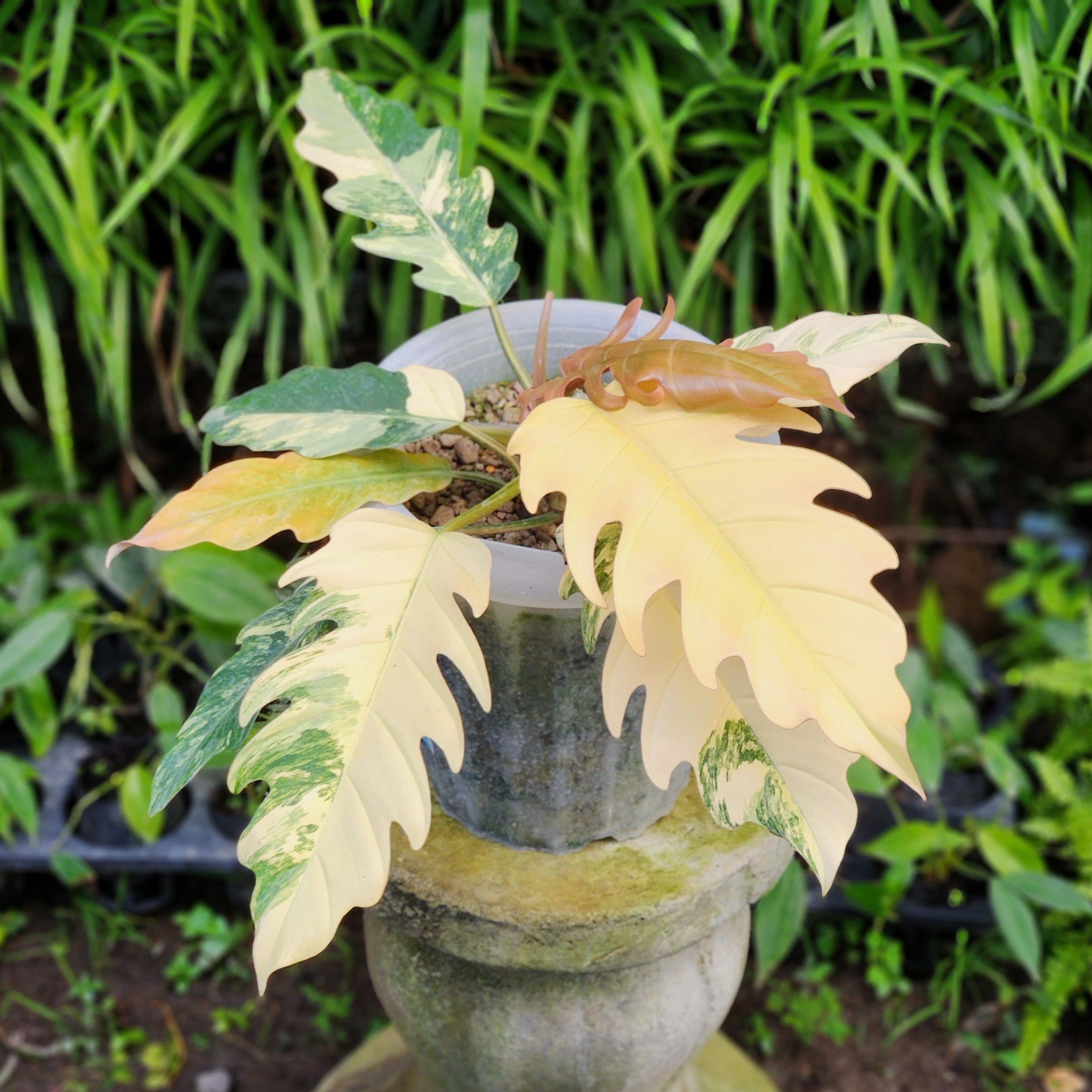 その他観葉植物 Philodendron Caramel Marble Variegata Philodendron Caramel Marble Variegata Care Guide