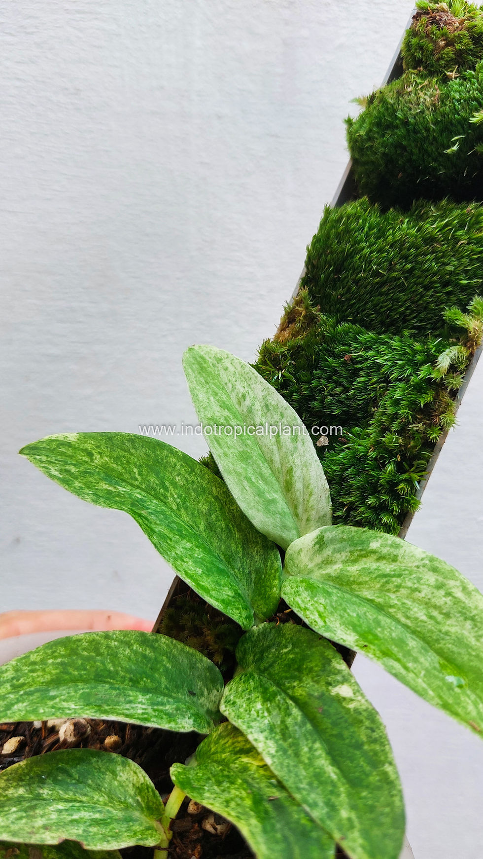 Thumbnail: Rhaphidophora korthalsii 'Variegated / Variegata'
