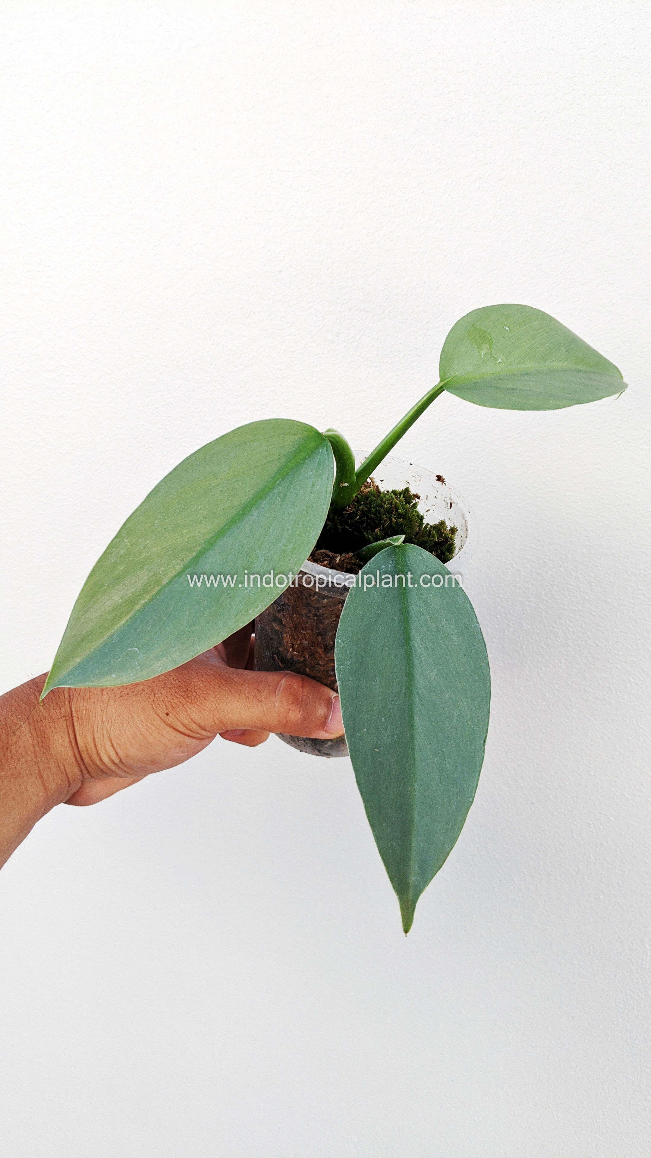 Philodendron 'Silver Sword'