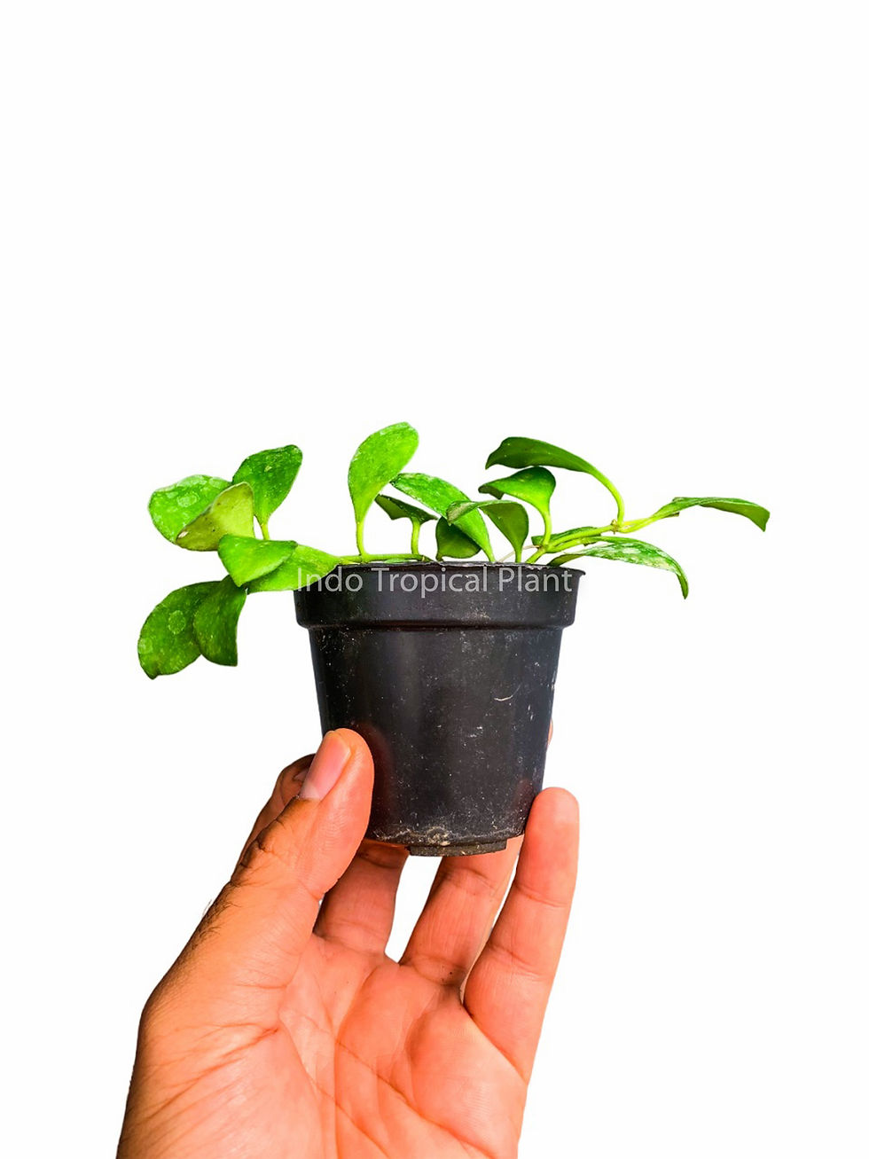 Thumbnail: Hoya heuschkeliana