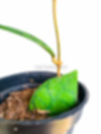 Thumbnail: Hoya callistophylla