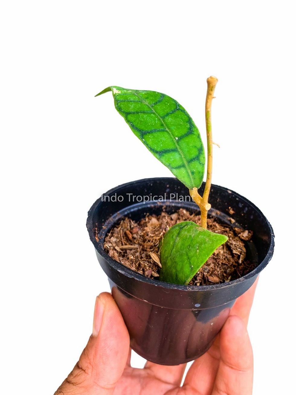 Thumbnail: Hoya callistophylla