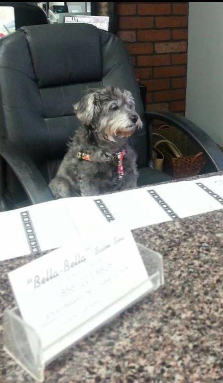 Are Pets Allowed in Hair Salons?