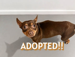 Min Pin1.JPG