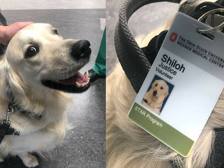 Hospital contrata cachorro para confortar funcionários