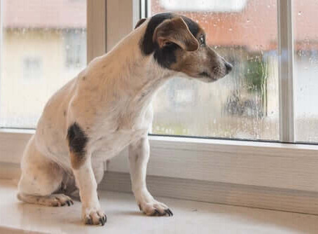 O que fazer quando seu cão se recusa a sair na chuva