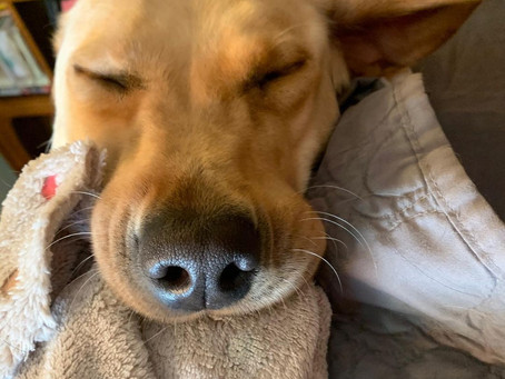 Cachorra apaixonada por cobertores encanta a web com fofura