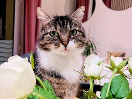 🐾 Ton chat fait ça ? Ce n’est pas un hasard…