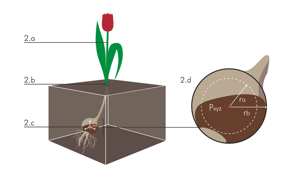 Tulip bulb detection_report-V2-04-04