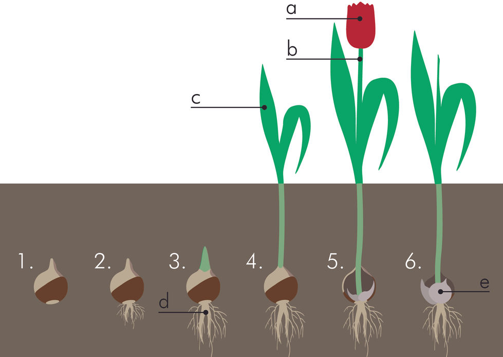 Tulip bulb detection-03