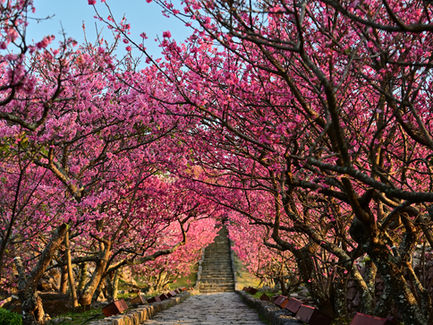 沖縄の桜と海の絶景