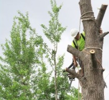Tree services_edited.jpg