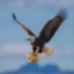 Aquila in vola che tiene tra gli artigli una pepita