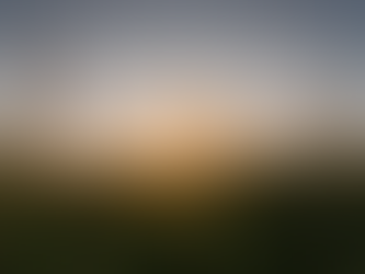 Sun rise through a field of tall grass and flowers