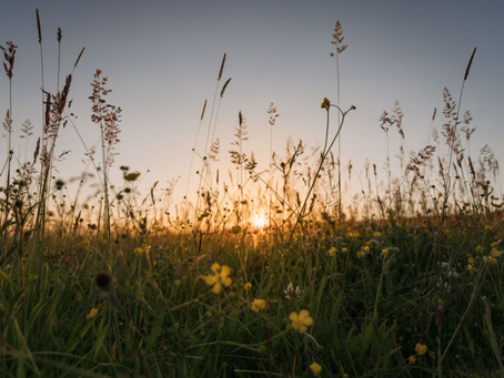 Sun rise through a field of tall grass and flowers