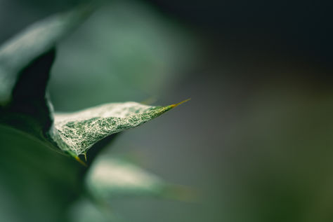 Cactus-macro-3.jpg