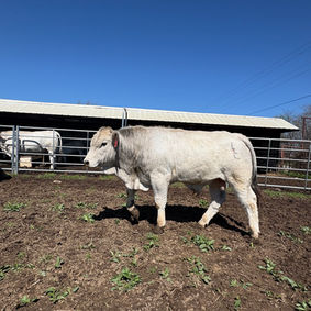 12 months old lona1 son