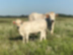 Romagnola Cattle Association