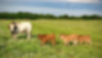 Romagnola Cattle Association