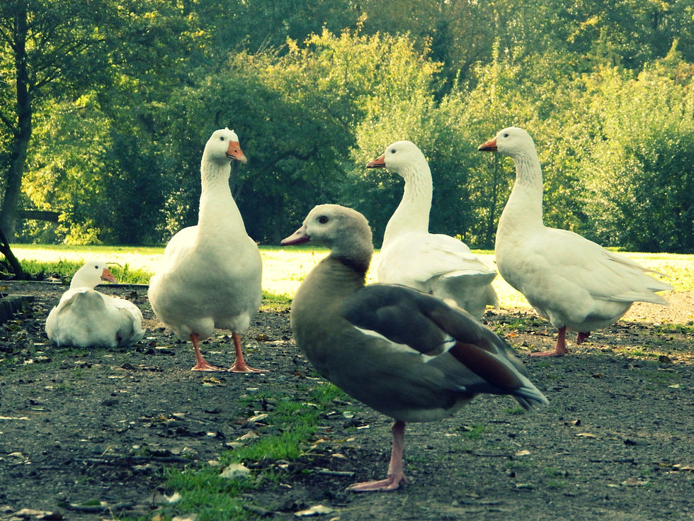 GänseGang