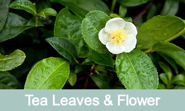 Thumbnail: Longevity Triple Jasmine - Honeysuckle Infused Oolong Tea -  100g Bag