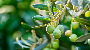 Esigenze primarie dell'olivicoltura