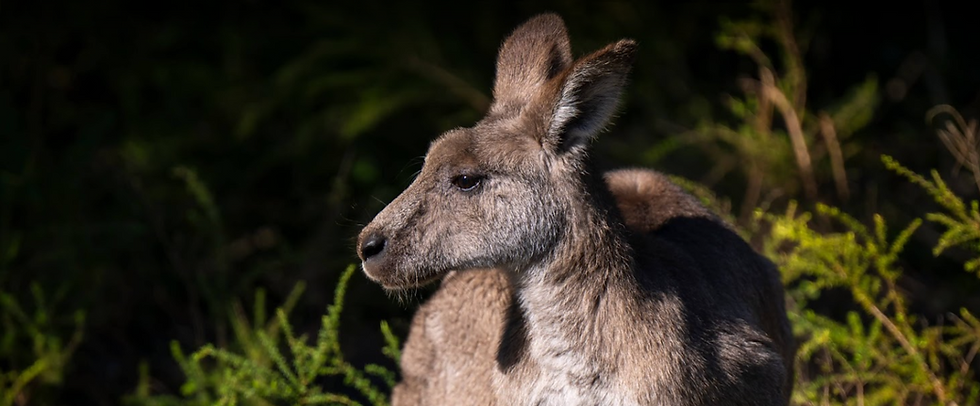 Kangaroo.png