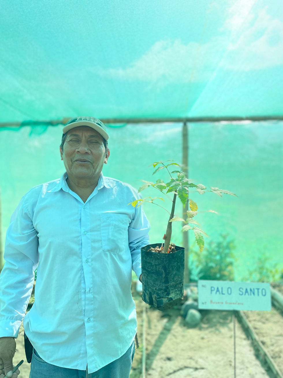 Thumbnail: Palo Santo - Dark chocolate 70%