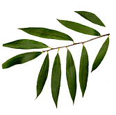 alergia (15).png