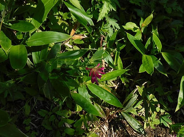 DSCF2898_edited.jpg