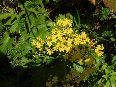 DSCF2944_edited.jpg