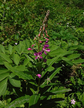 DSCF2904_edited.jpg