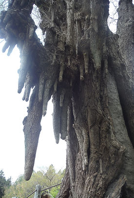 20150422_関八州見晴らし台14.jpg