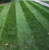 When lawn care focuses on lawn health over "weed spraying".