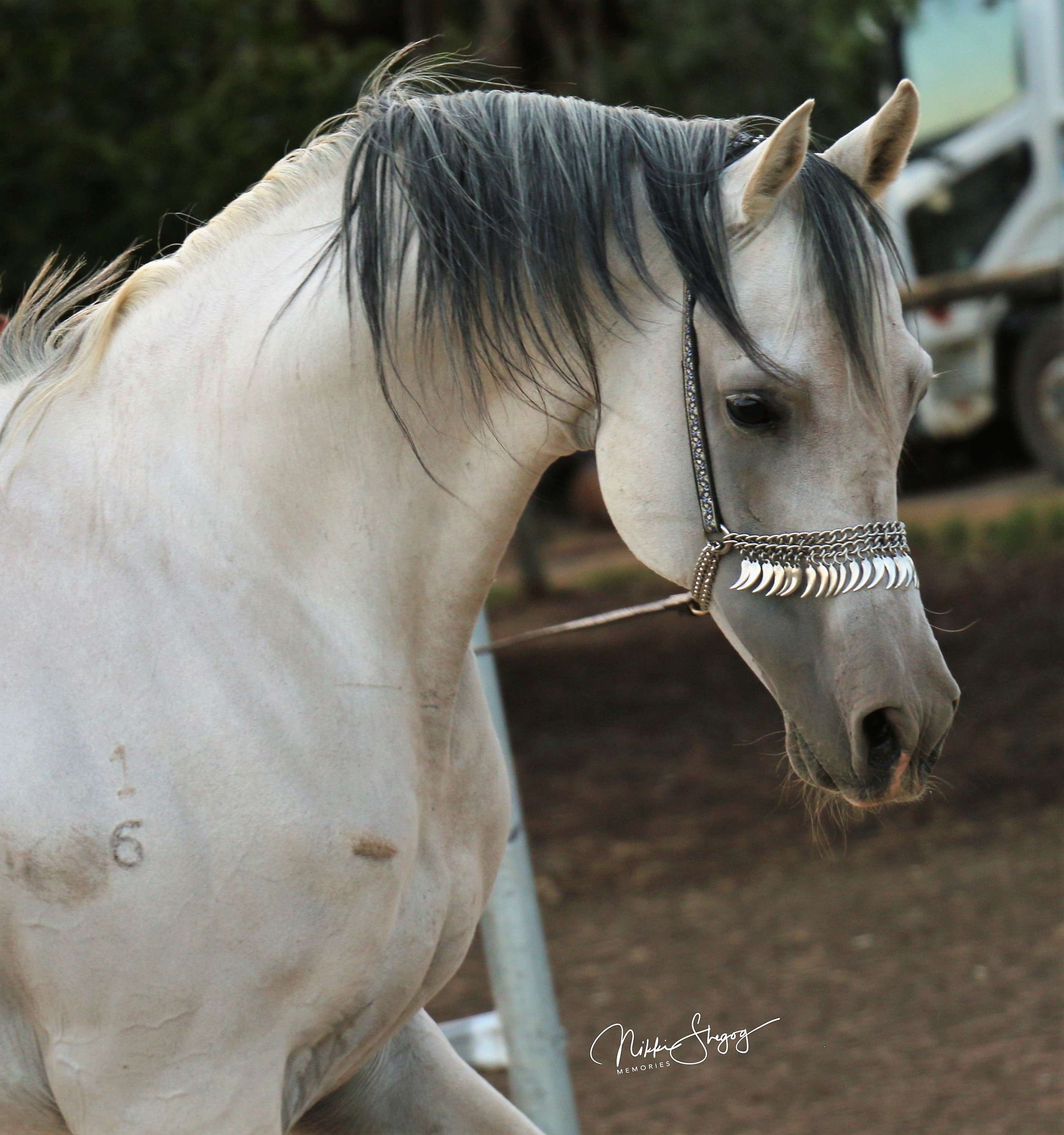 Mustang's Mayal
