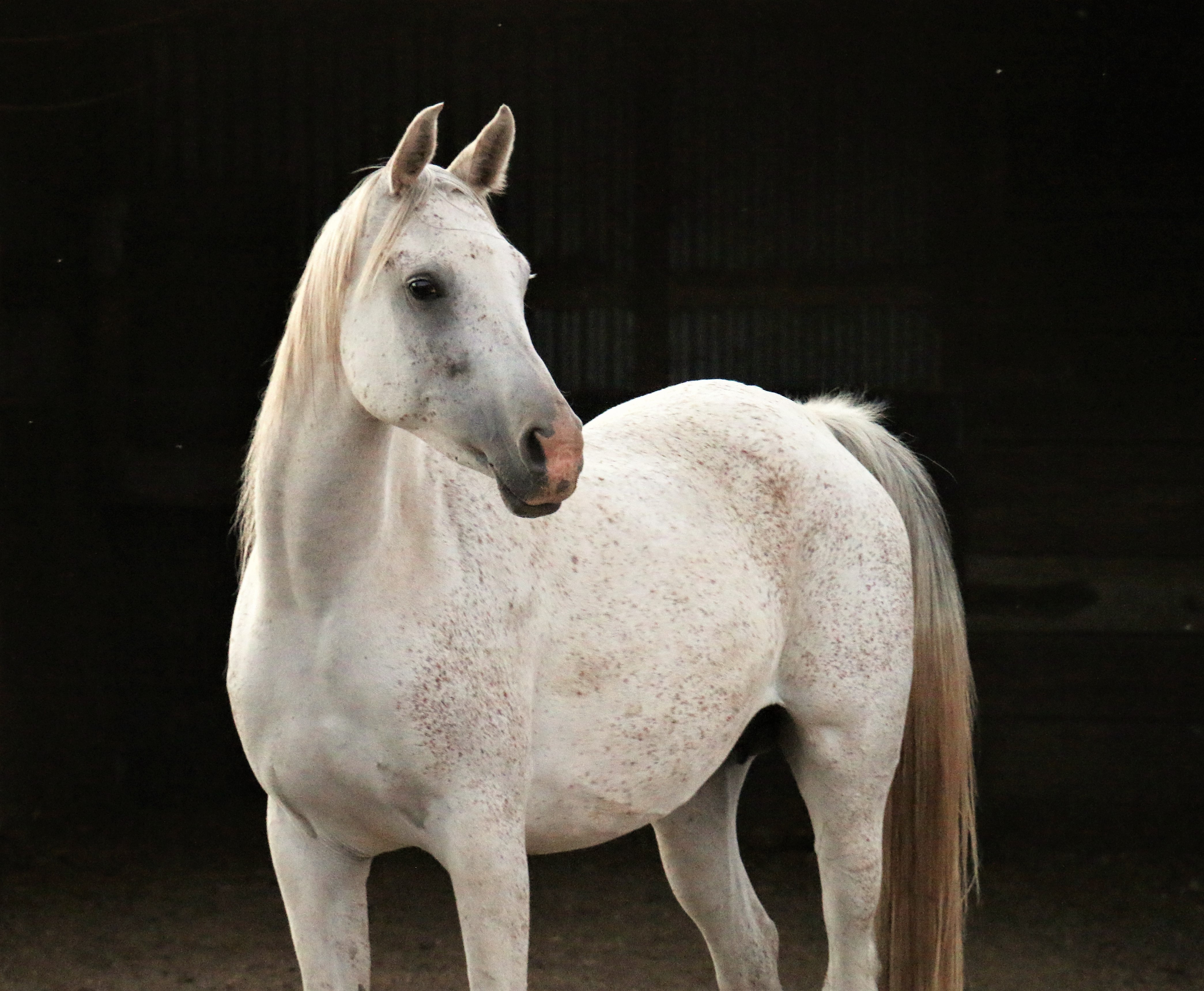 Lady Jane of Seven Oaks