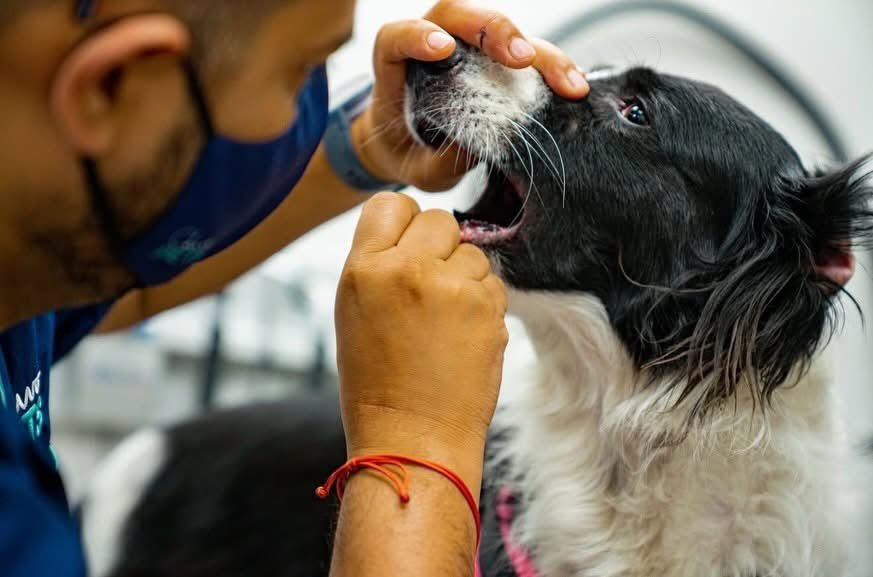 Chivo Pets consolida su alta demanda y suma millones de atenciones veterinarias