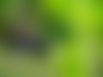 Pulmón verde con futuro en el Bicentenario