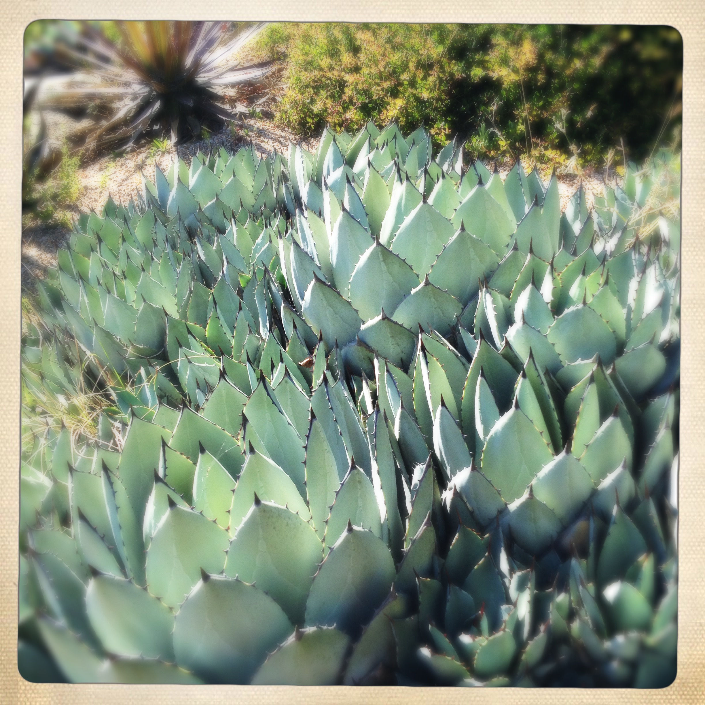 6. 8x8: Artichoke Cacti: Santa Cruz, CA