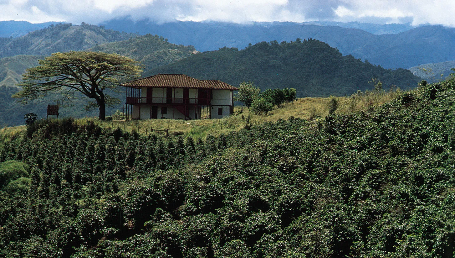 Coffee-slopes-Cordillera-Central-Colombia-Chinchina.webp