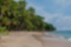 Tropical beach scene: palm trees, sandy shore, ocean waves