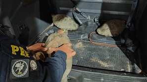 PRF apreende três tracajás durante fiscalização na BR-156, em Macapá