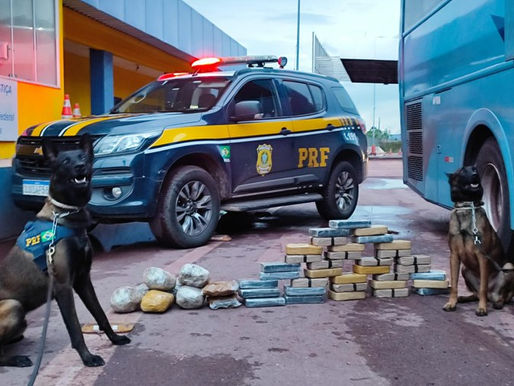 Com cães farejadores PRF apreende 36 Kg de cocaína em ônibus na BR-262