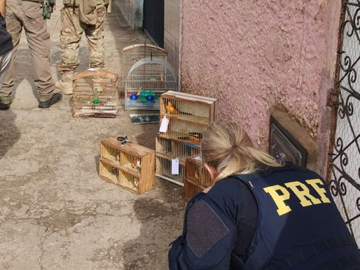 Operação Mercatio em Natal/RN: PRF e Ibama resgatam 95 aves, incluindo espécies ameaçadas de extinção