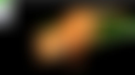 Fiscalização na Ponte Internacional da Amizade flagra transporte ilegal de animais exóticos