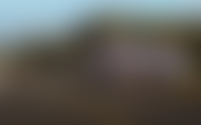 Piauí enfrenta desafio de sinistros de trânsito com animais em rodovias federais