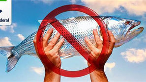 Receita Federal e Ibama apreendem pescado resultado de pesca em local proibido no Terminal de Cargas do Galeão/RJ